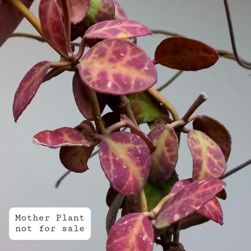 Rare hoya waymaniae red - rare!, 'red