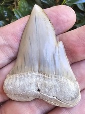 Pathological Peruvian Hubbelli