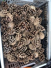 20 Large Pine Cones for