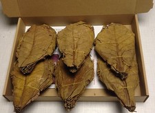 SAVINGS-XL 140 Piece (~15cm) PREMIUM Sea Sandel Tree Leaves Catappa Leaves