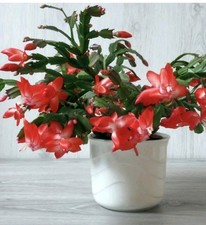 Red Christmas cactus