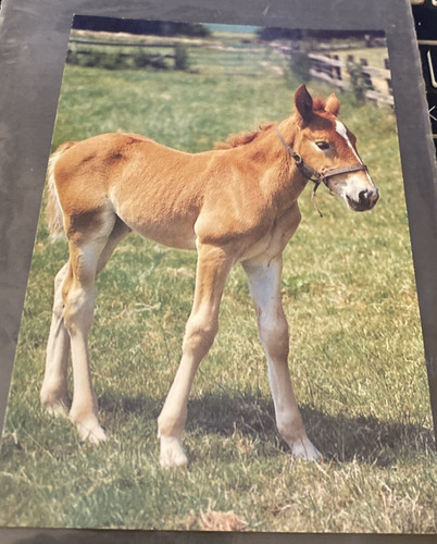 Suffolk punch foal limited - foal,