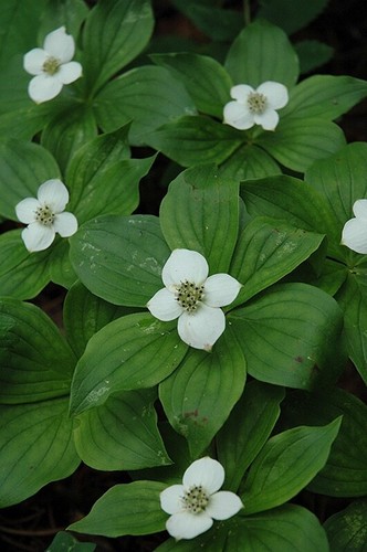 Cornus canadensis creeping - cornus,