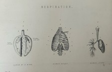 Antique Print c1877 Medical | Respiration Bird & Human Lungs Victorian Engraving