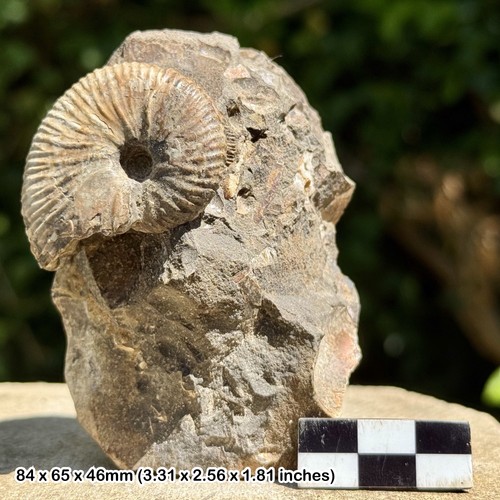 Very rare fossil heteromorph - fossil,