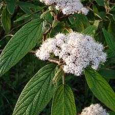 Viburnum Rhytidophyllum - XXL