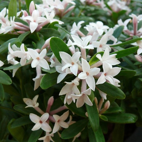 Daphne transatlantica - daphne,