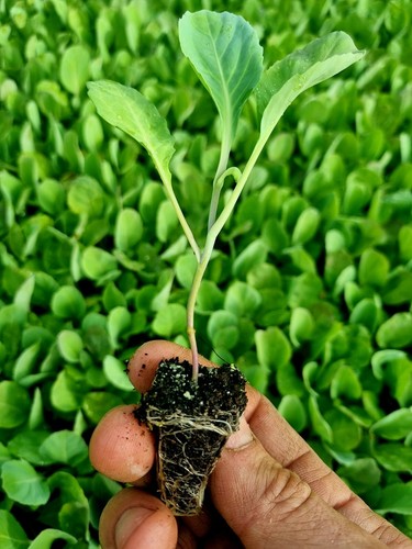 Collard greens cabbage plug - greens,