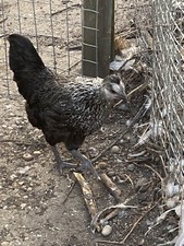 12 x FERTILE CHICKEN