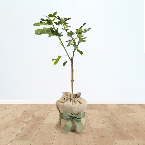 Gifted wrapped fig brown - gifted,