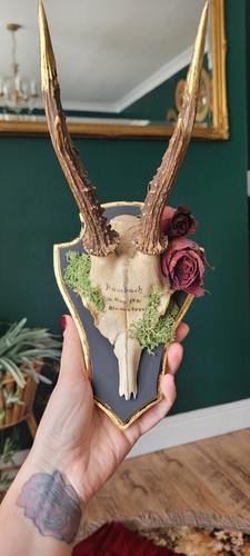 Wall mounted deer skull - deer,