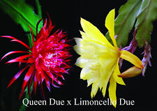 Epicactus Seeds 14. Queen Due x Limoncello Due
