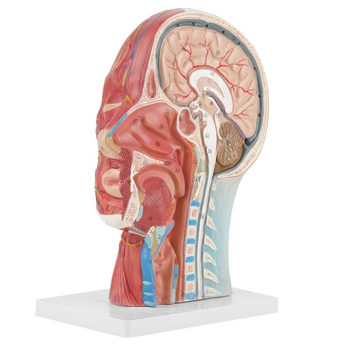 Anatomical life size - life,