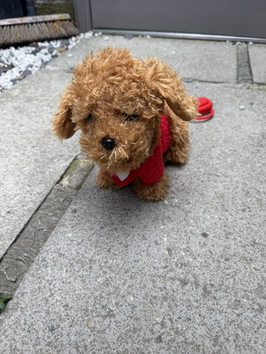 Walkies with waffle the wonder - walkies,