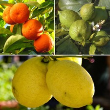 Citrus fruit plants - fruit, plants,