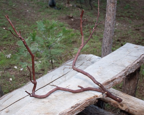 Manzanita thin branch for - thin,