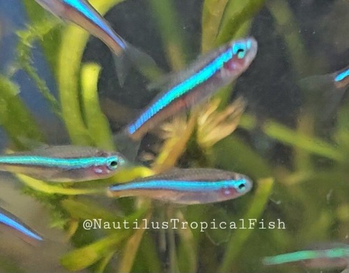 Healthy green neon tetras - neon,