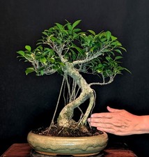 BONSAI CHINESE FIG FICUS RETUSA AERIAL ROOTS INDOOR EASY CARE