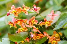 Epimedium Orange Queen in a
