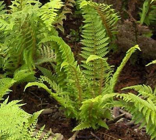 Large dryopteris atrata - 2,