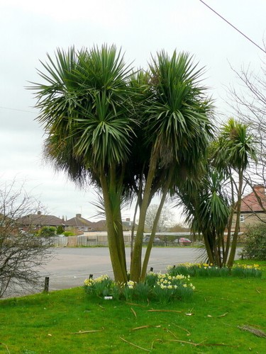 Photo 6x4 cordyline - photo,