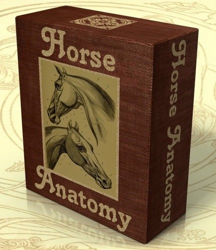 Horse anatomy 28 vintage - 28,