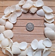 40 white SEASHELLS small clam