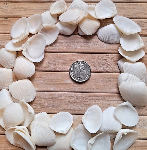 White seashells small - seashells,