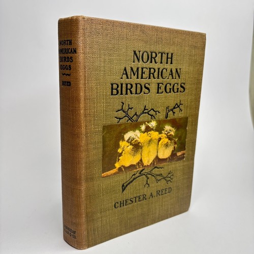 North american birds eggs - north,