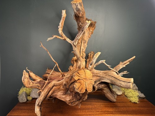Manzanita driftwood - 27”,