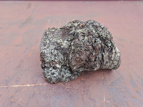 Alder burr wood - burr, for