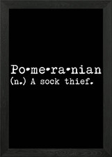Pomeranian A Sock Thief Framed