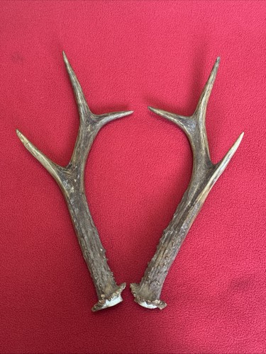 Pair roe deer antlers - of,