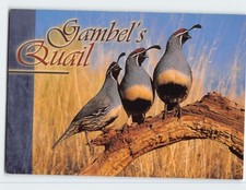 Postcard gambel quail - postcard, gambel's