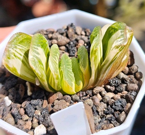Haworthia truncata green jade - haworthia,