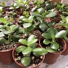 10 X mini Jade Money Plant