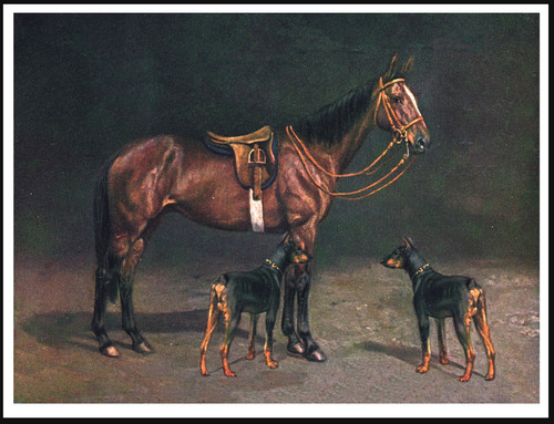 Doberman pinscher dogs and - pinscher,
