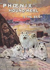 SAMOYED DOG GREETING CARD DOG