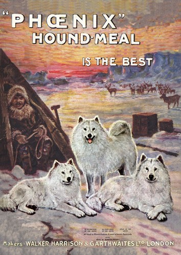 Samoyed dog greeting card - samoyed,