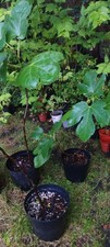 FIG PLANTS 30CM