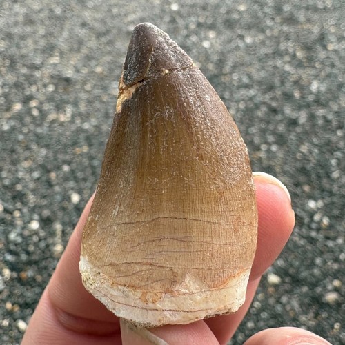 Large mosasaur tooth fossil - mosasaur,