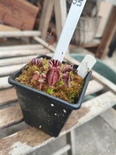 Cephalotus Triffid Albany