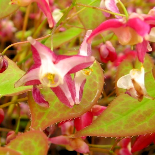 Epimedium rubrum unusual - epimedium, x