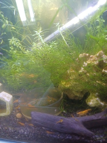Java moss live - java,
