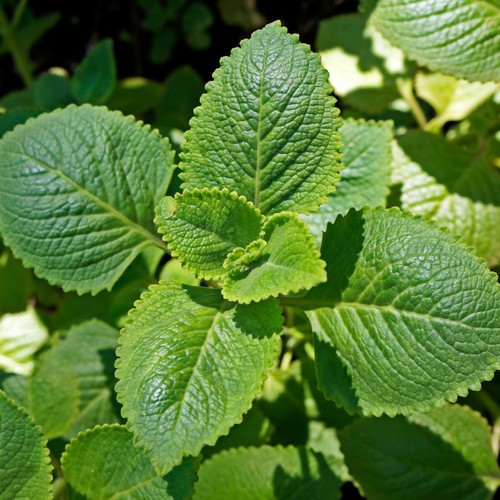 Spanish mint plant spearmint - spanish,