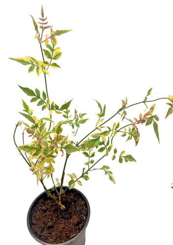 Jasminum officinale