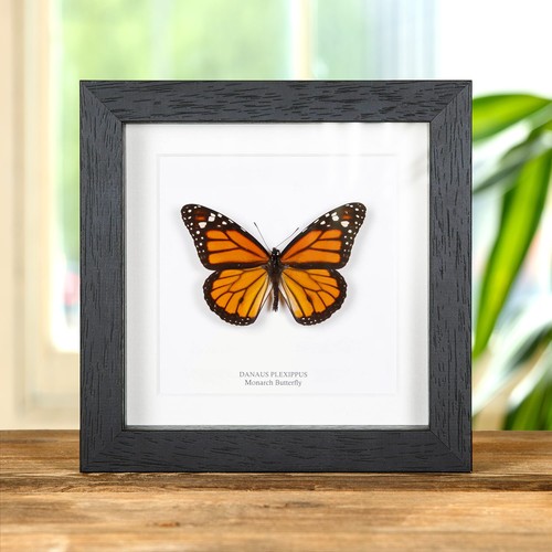 Monarch taxidermy butterfly - monarch,