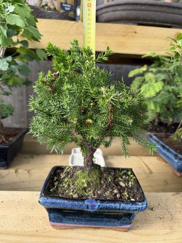 Juniper bonsai tree potted - juniper,