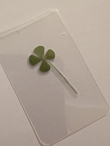 Real genuine four leaf - real, clover