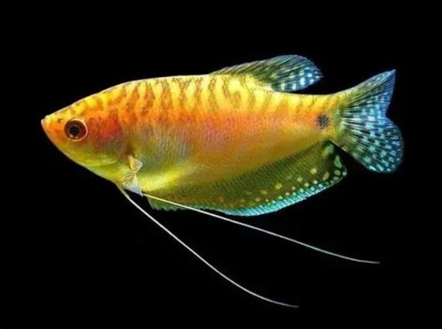 Gold gourami live freshwater - gold,